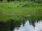 Dumoine River (Jul 2012) - Dave - 069
